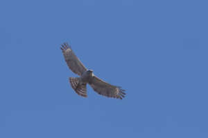Adult Ridgway's Hawk soaring