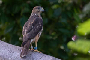 Blue P/6 fledging in Punta Cana