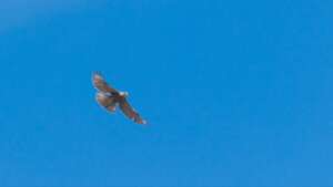 Ridgway's Hawk flying at Punta Cana
