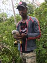 Ridgway's Hawk chick banded