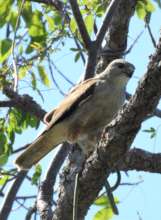 Ridgway's hawk (Buteo ridgwayi) hunting a snake.