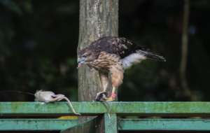 Ridgway's hawk ready for lunch!
