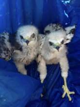 Ridgway's hawk (Buteo ridgwayi) Pigeons