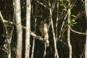 Second reintroduction of hawks in PC