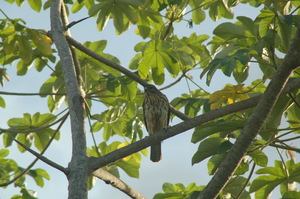 Second reintroduction of hawks in PC