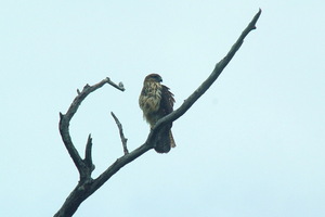 Second reintroduction of hawks in PC