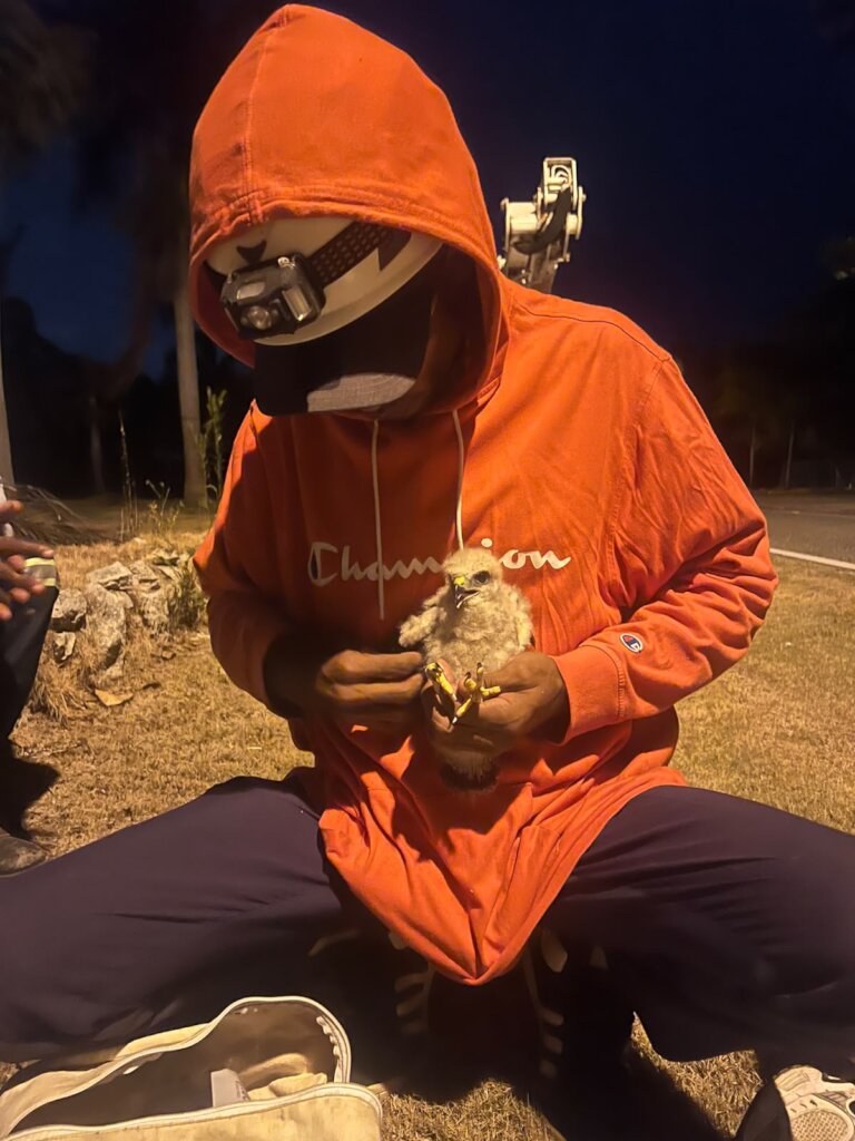Hawk banding