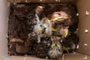 Ridgway's hawk nestlings