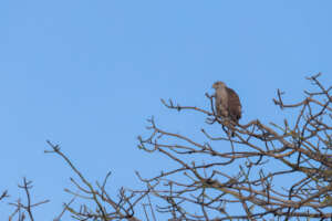 Ridgway hawk fledgling