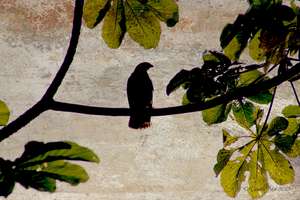 Ridgeway's Hawk in Los Haitises