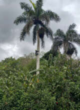 Palm tree nest climbing