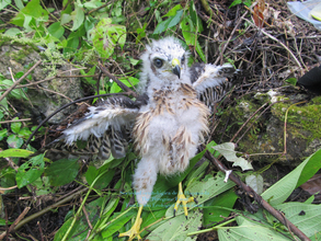 Chick in its nest in Los Haitises