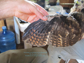 Inspecting the Hawk for any injuries or illnesses