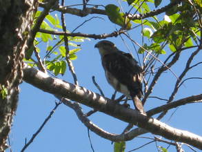 Male Hawk AX