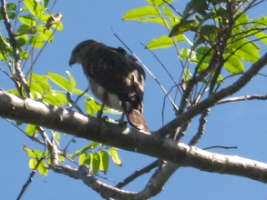 Hawk AX