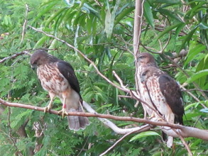 3 of the 2012 hawks courtesy of Thomas Hayes