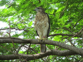 2012 reintroductee ND. Courtesy of Thomas Hayes