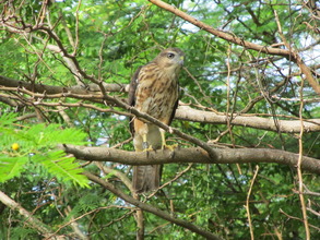 2012 reintroductee AW. Courtesy of Thomas Hayes