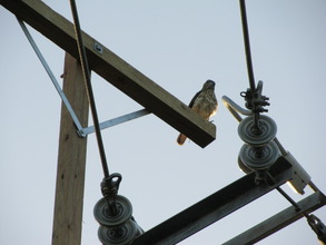 safety perch. Courtesy of Thomas Hayes