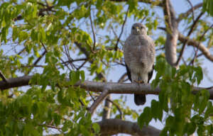 Healthy Ridgway's Hawk in Punta Cana