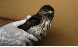 Injured Ridgway's hawk