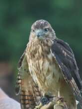 Leo - the Avian Ambassador, juvenile plumage