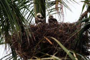 Nestlings Ridgway's hawks