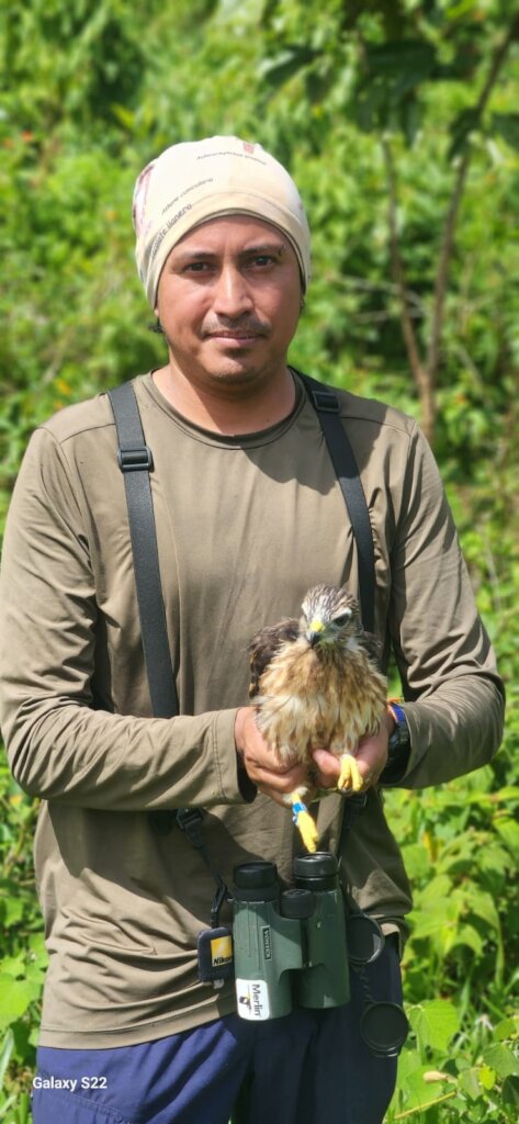 Hawk banding