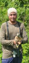 Hawk banding