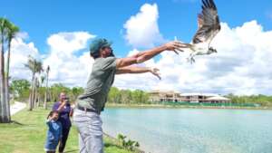 Osprey release, Puntacana Resort & Club