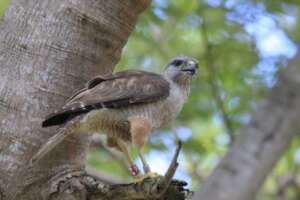 Nest monitoring and banding in Punta Cana