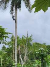 Disaster mitigation and monitoring in Los Limones