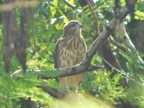Ridgway's Hawk at Puntacana 1