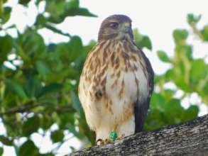 Ridgway's hawk at Puntacana 2