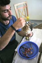 Researcher feeds juvenile hawk