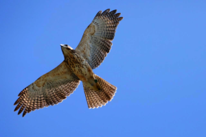 Ridgway's hawk (Buteo ridgwayi)