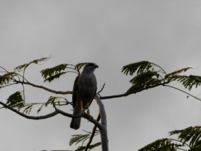 Ridgway's Hawk at Puntacana Resort & Club