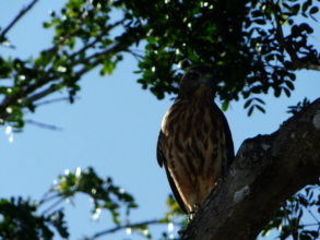 Ridgway's Hawk at Puntacana Resort & Club 2