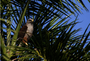 Ridgway's hawk adult