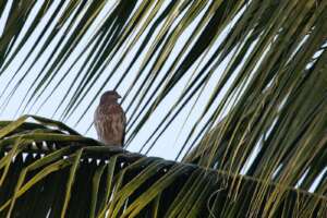 Ridgway's hawk (female)