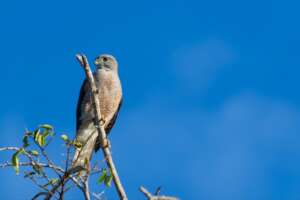 Ridgway's hawk (male)