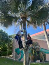 Tree Climbing course