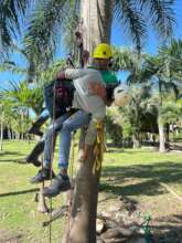 Tree Climbing course 2