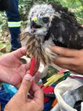 Successfully rehabilitate female individual.