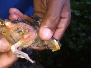 Infected Ridgway hawk