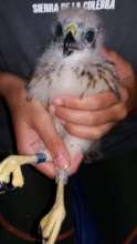 Healthy Ridgway Hawk
