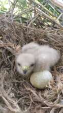 Ridgway's hawk chick in the nest