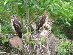 The first 4 hawks released in '11 sitting together