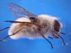 Musca domestica killed by Beauveria bassiana.