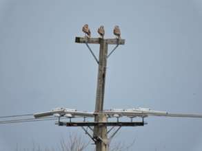 Trio of Ridgway's Hawks